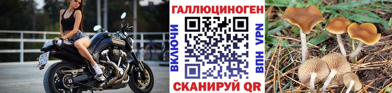 Псилоцибиновые грибы GOLDEN TEACHER  Купить где  Алексин 